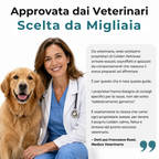 La Guida Completa per il tuo Golden Retriever