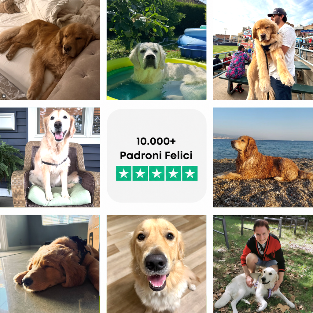 La Guida Completa per il tuo Golden Retriever