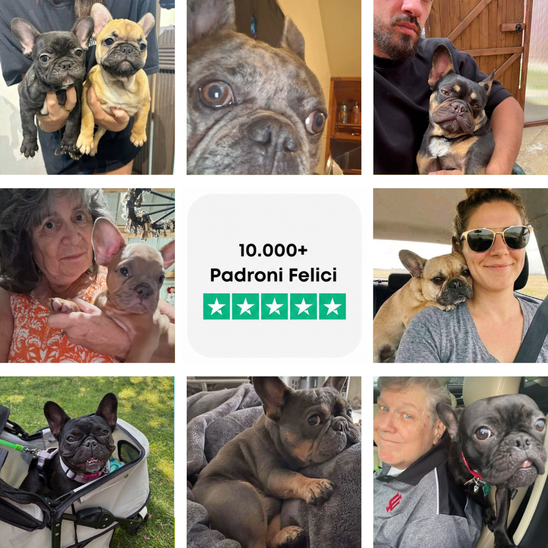 La Guida Completa al Bulldog Francese