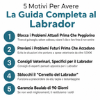 La Guida Completa per il tuo Labrador