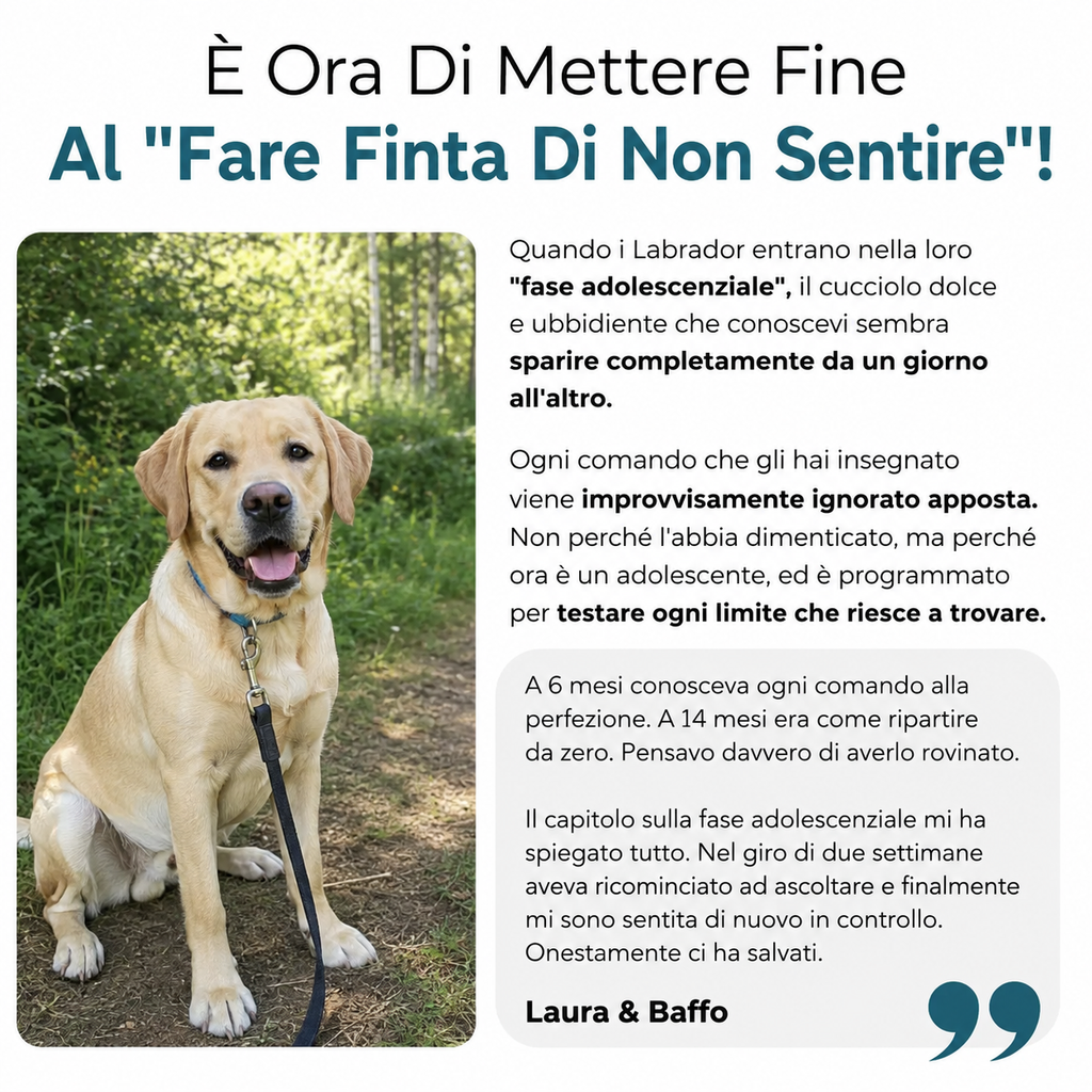 La Guida Completa per il tuo Labrador