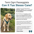 La Guida Completa per il tuo Labrador