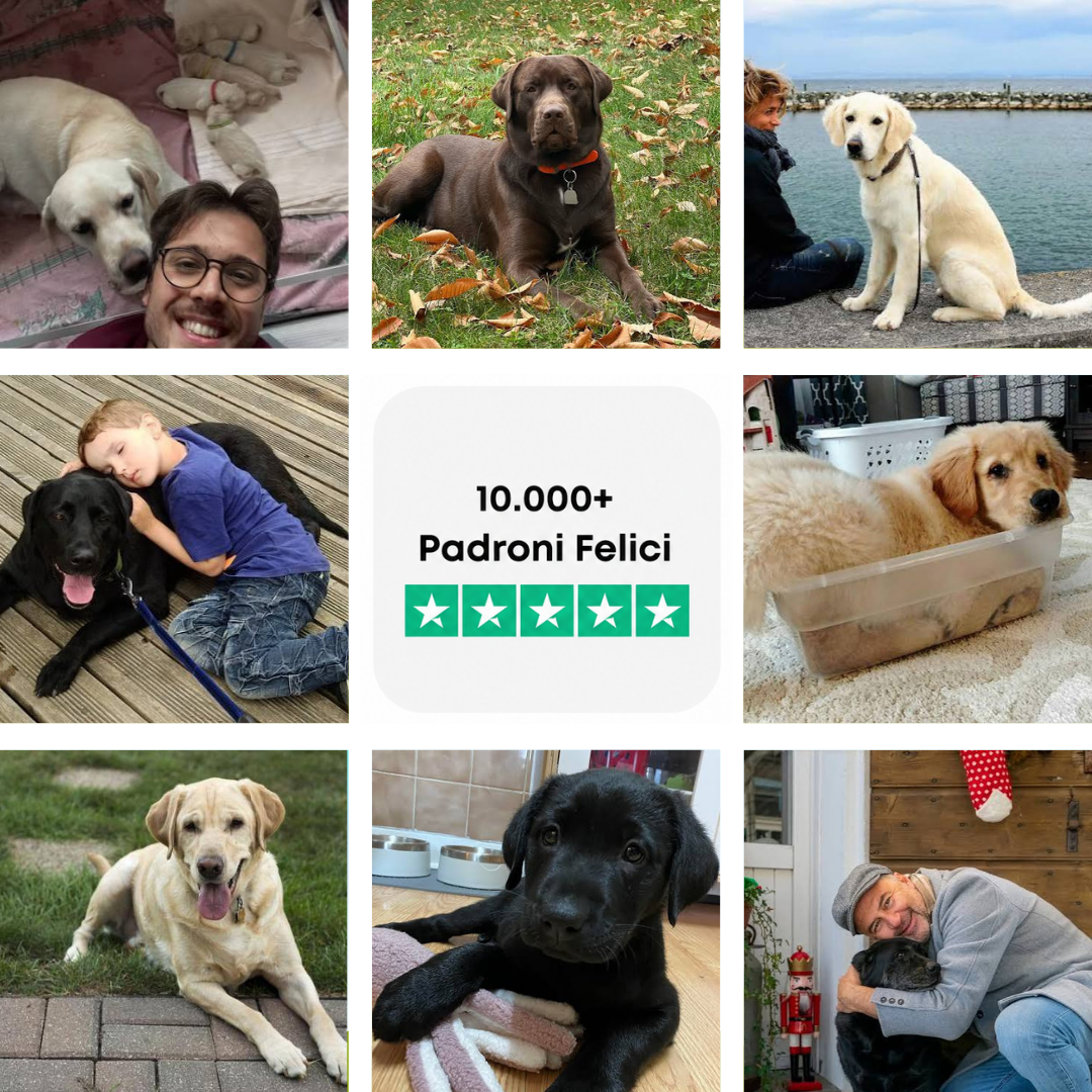 La Guida Completa per il tuo Labrador