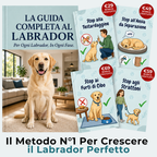 La Guida Completa per il tuo Labrador